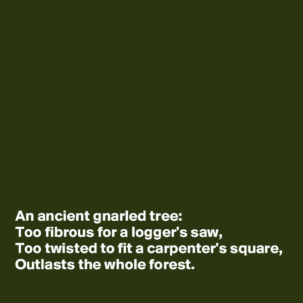 











An ancient gnarled tree:
Too fibrous for a logger's saw,
Too twisted to fit a carpenter's square,
Outlasts the whole forest.