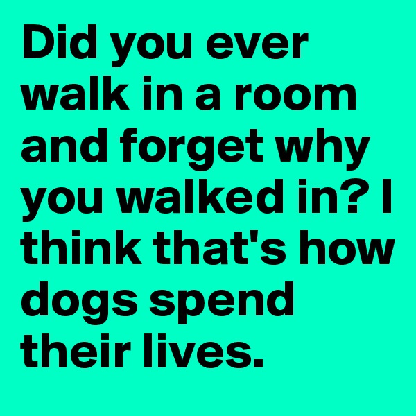 Did you ever walk in a room and forget why you walked in? I think that's how dogs spend their lives.