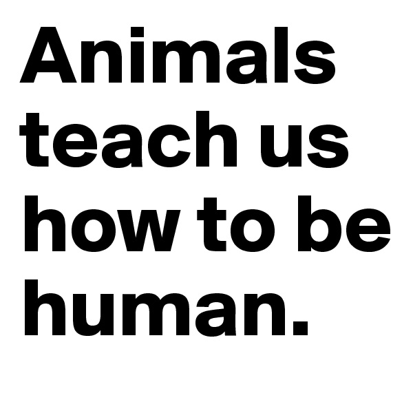 Animals teach us how to be human. 