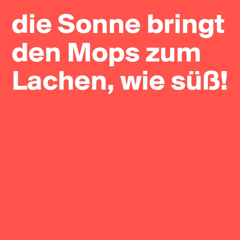 die Sonne bringt den Mops zum Lachen, wie süß!



