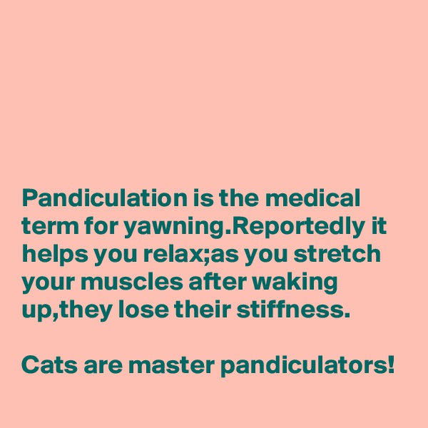 




Pandiculation is the medical term for yawning.Reportedly it helps you relax;as you stretch your muscles after waking up,they lose their stiffness.

Cats are master pandiculators!
