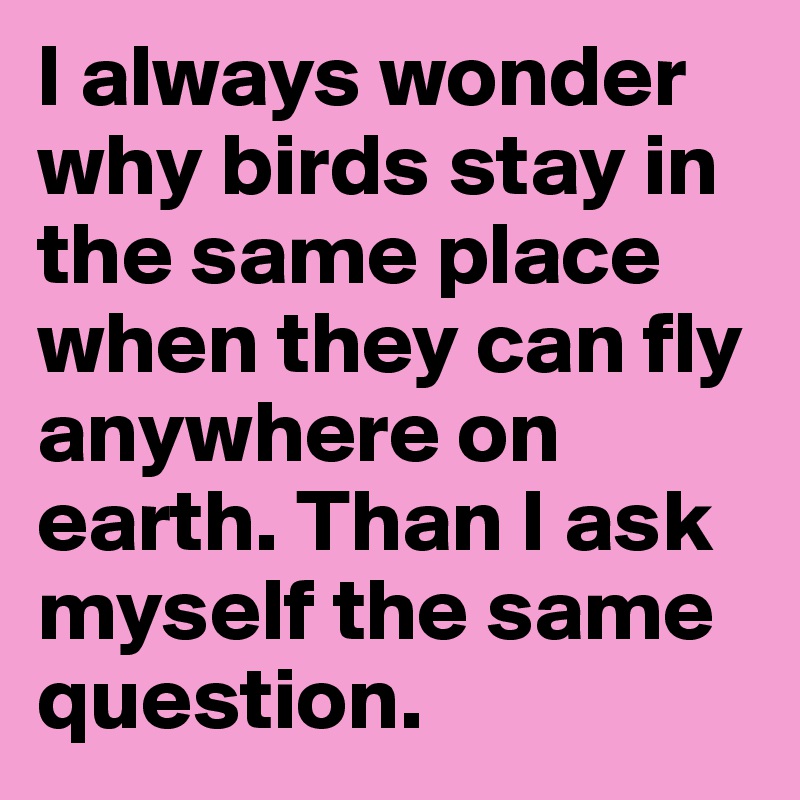 I always wonder why birds stay in the same place when they can fly anywhere on earth. Than I ask myself the same question.