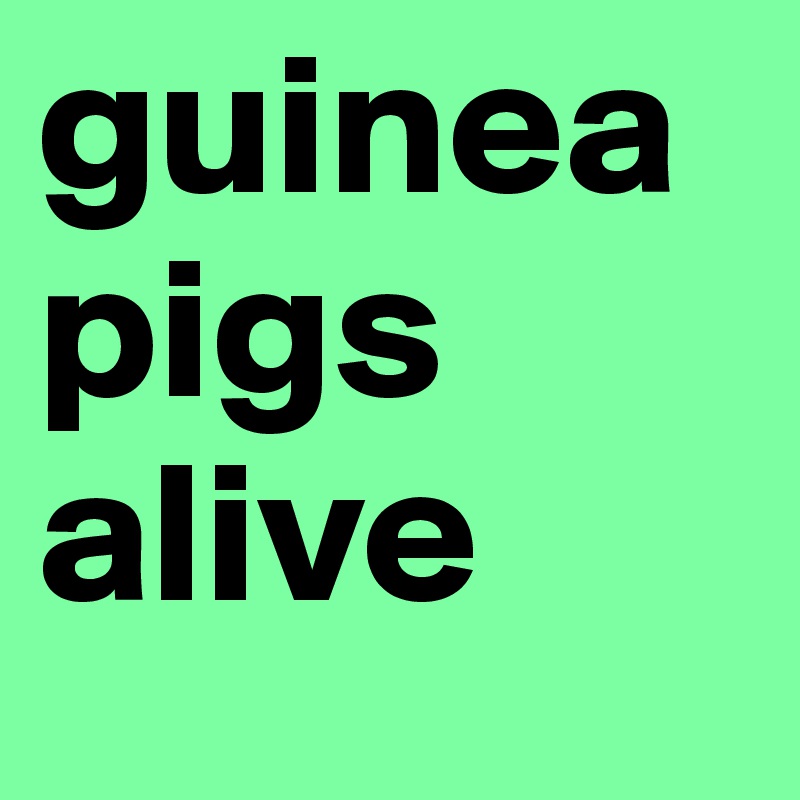 guinea 
pigs alive
