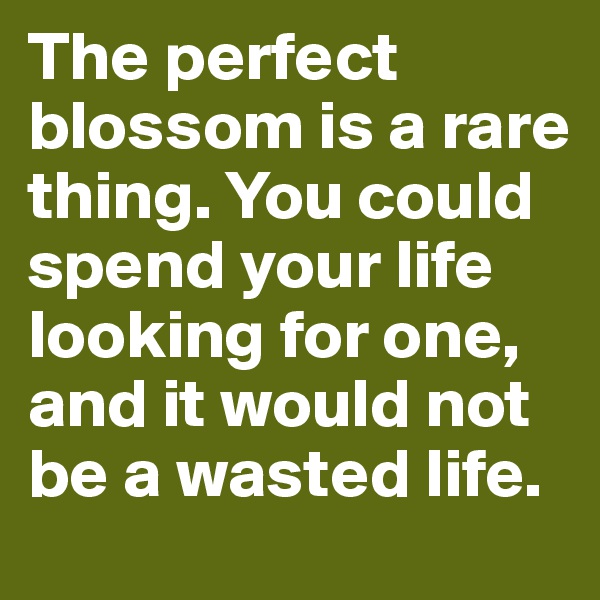 The perfect blossom is a rare thing. You could spend your life looking for one, and it would not be a wasted life.