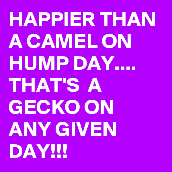 HAPPIER THAN A CAMEL ON HUMP DAY.... THAT'S  A GECKO ON ANY GIVEN DAY!!!