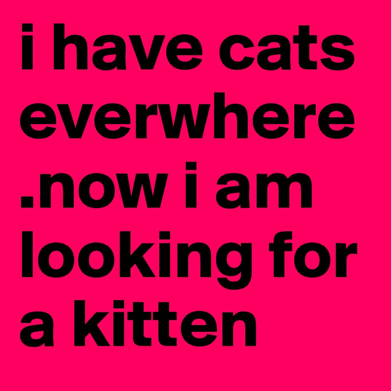 i have cats
everwhere .now i am looking for a kitten 