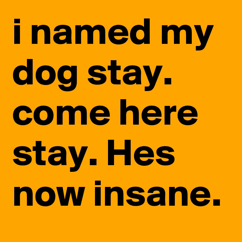 i named my dog stay. come here stay. Hes now insane.
