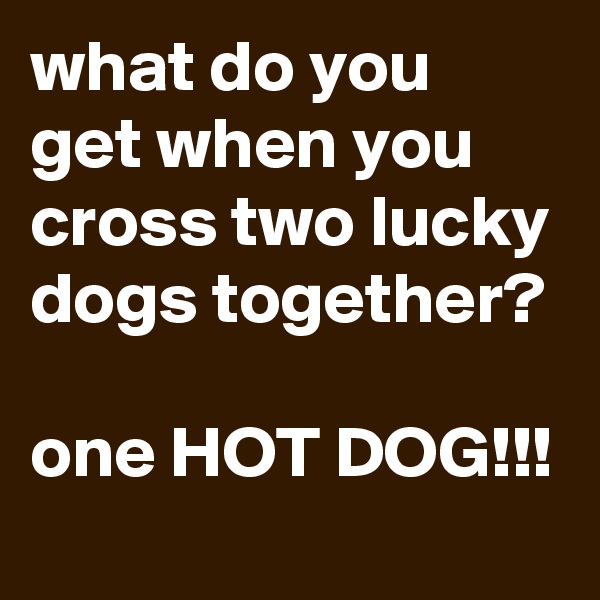 what do you get when you cross two lucky dogs together?

one HOT DOG!!!