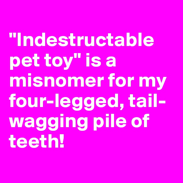 
"Indestructable pet toy" is a misnomer for my four-legged, tail-wagging pile of teeth!
