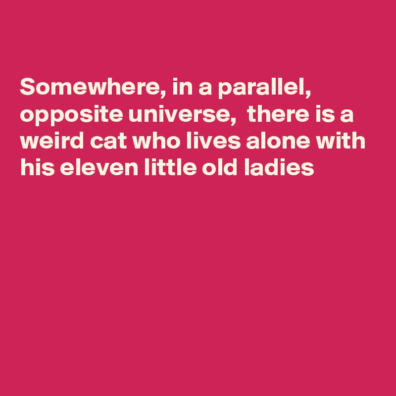 

Somewhere, in a parallel, opposite universe,  there is a weird cat who lives alone with his eleven little old ladies






