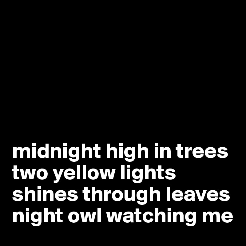 





midnight high in trees two yellow lights shines through leaves night owl watching me