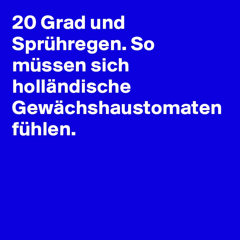 20 Grad und Sprühregen. So müssen sich holländische Gewächshaustomaten fühlen.
