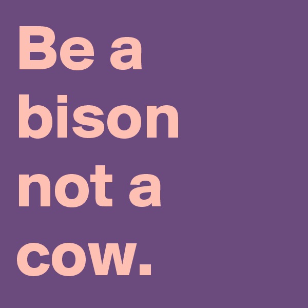 Be a bison not a cow.