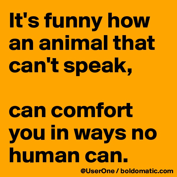 It's funny how an animal that can't speak,

can comfort you in ways no human can.