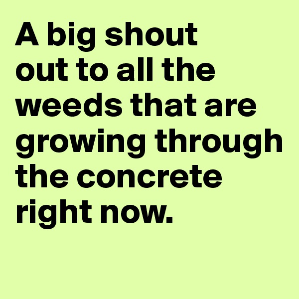 A big shout 
out to all the weeds that are growing through the concrete right now.
