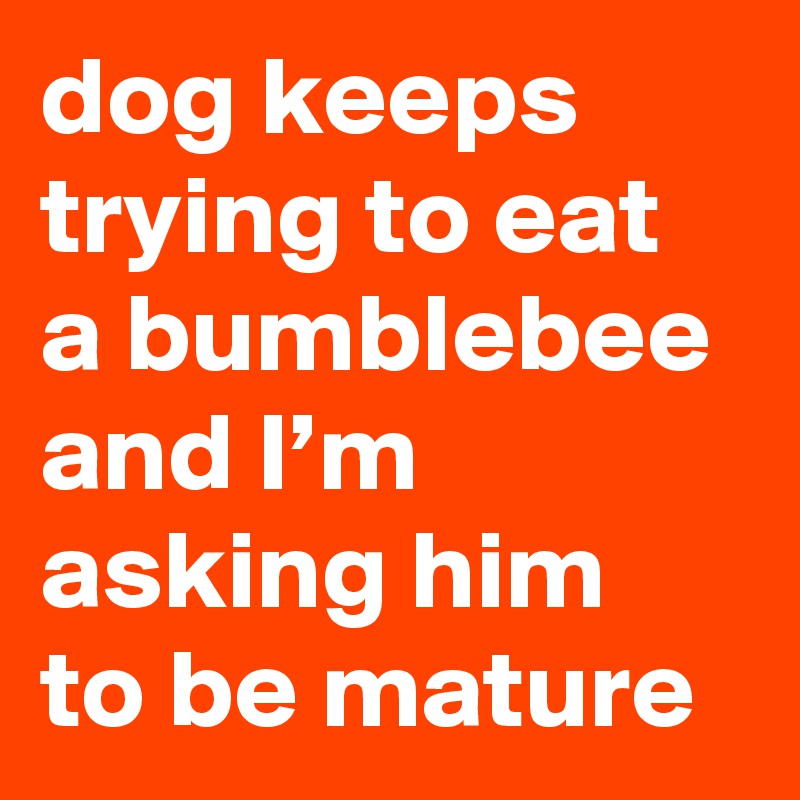dog keeps trying to eat a bumblebee and I’m asking him to be mature
