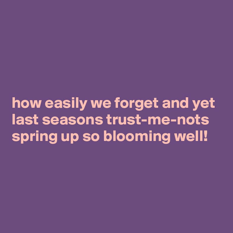 




how easily we forget and yet last seasons trust-me-nots spring up so blooming well!




