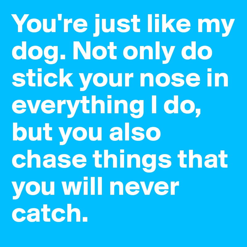 You're just like my dog. Not only do stick your nose in everything I do, but you also chase things that you will never catch. 