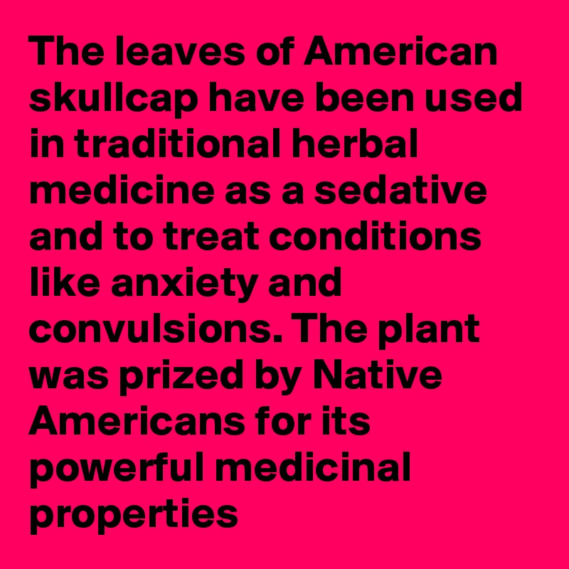 The leaves of American skullcap have been used in traditional herbal medicine as a sedative and to treat conditions like anxiety and convulsions. The plant was prized by Native Americans for its powerful medicinal properties 