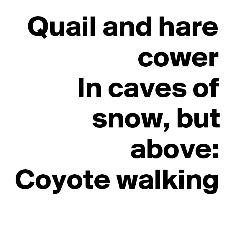 Quail and hare cower
In caves of snow, but above:
Coyote walking