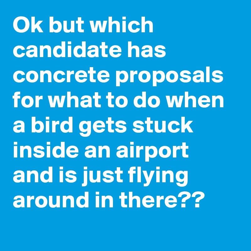 Ok but which candidate has concrete proposals for what to do when a bird gets stuck inside an airport and is just flying around in there??