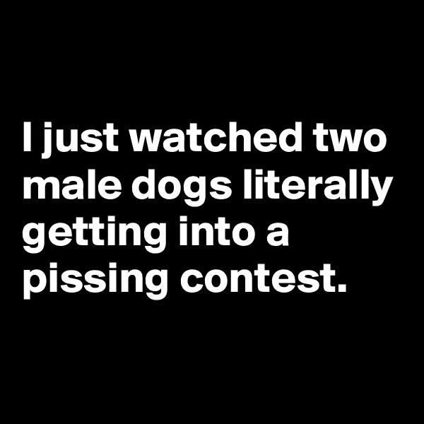 

I just watched two male dogs literally getting into a pissing contest.

