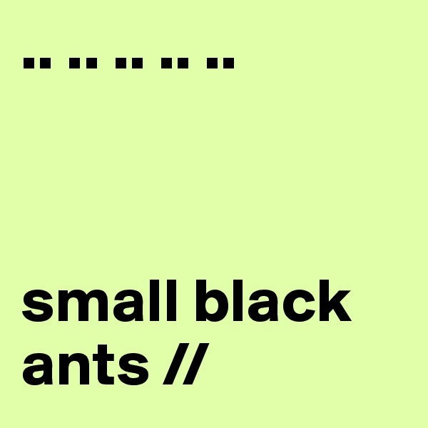 .. .. .. .. .. 



small black ants //