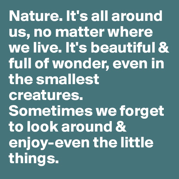 Nature. It's all around us, no matter where we live. It's beautiful & full of wonder, even in the smallest creatures. Sometimes we forget to look around & enjoy-even the little things.