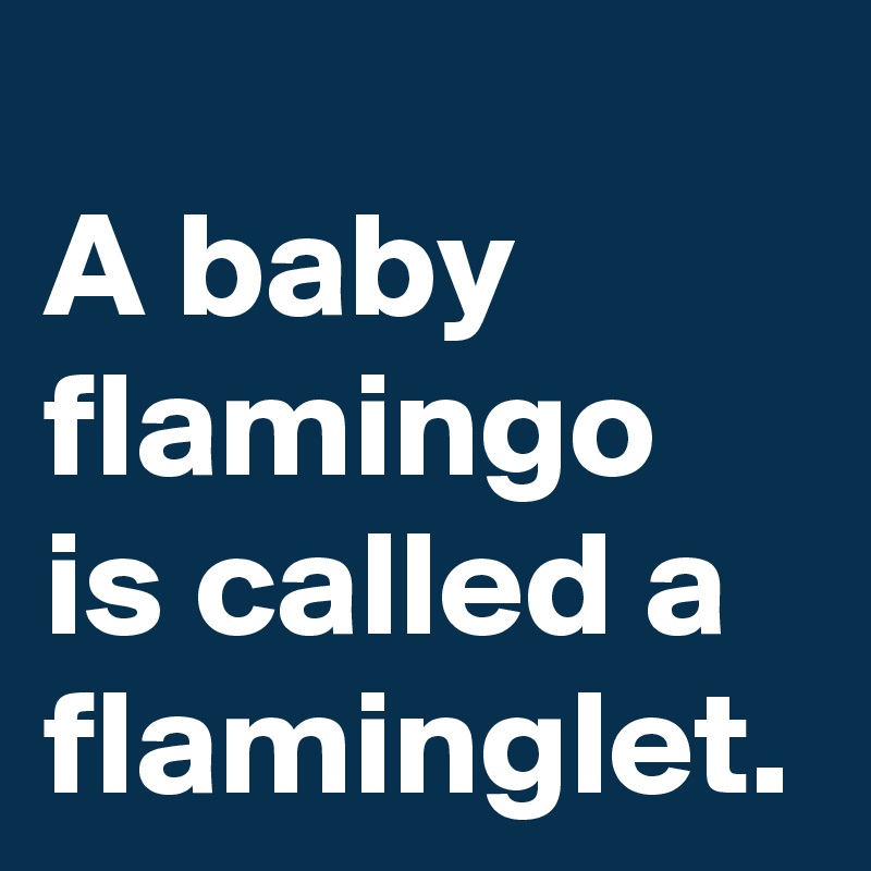 A baby flamingo is called a flaminglet.