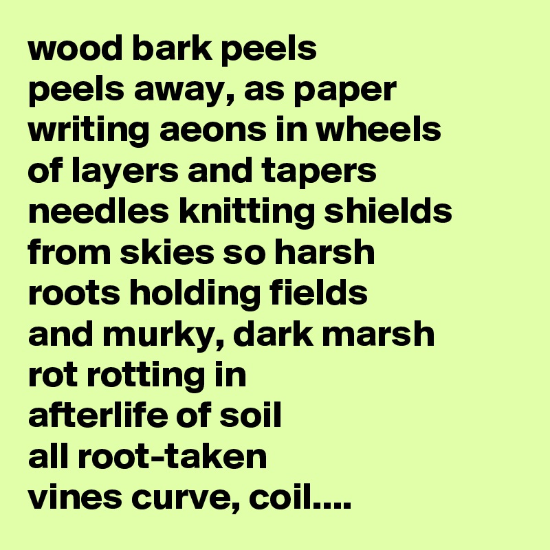 wood bark peels
peels away, as paper
writing aeons in wheels
of layers and tapers
needles knitting shields
from skies so harsh
roots holding fields
and murky, dark marsh
rot rotting in
afterlife of soil
all root-taken
vines curve, coil....