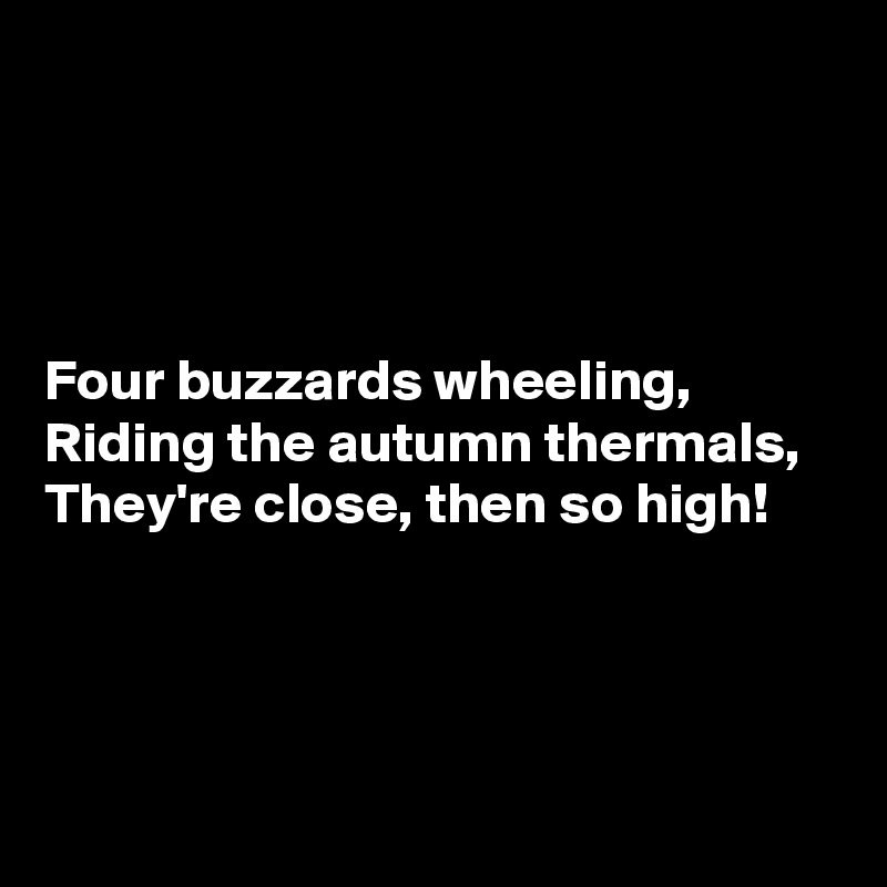 




Four buzzards wheeling,
Riding the autumn thermals,
They're close, then so high!




