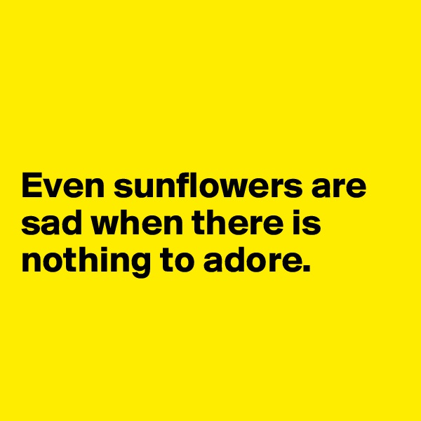 



Even sunflowers are sad when there is nothing to adore.


