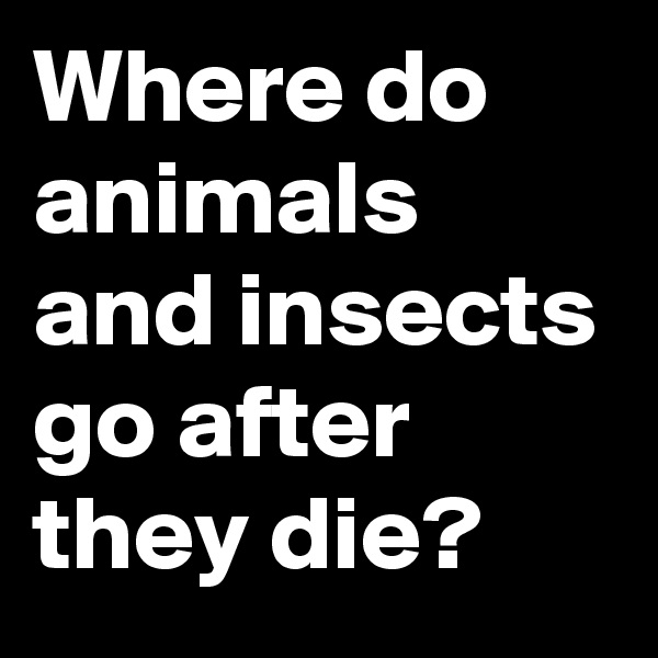 Where do animals and insects go after they die?