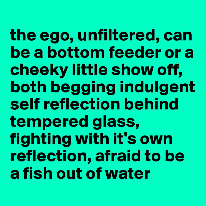 
the ego, unfiltered, can be a bottom feeder or a cheeky little show off, both begging indulgent self reflection behind tempered glass, fighting with it's own reflection, afraid to be a fish out of water