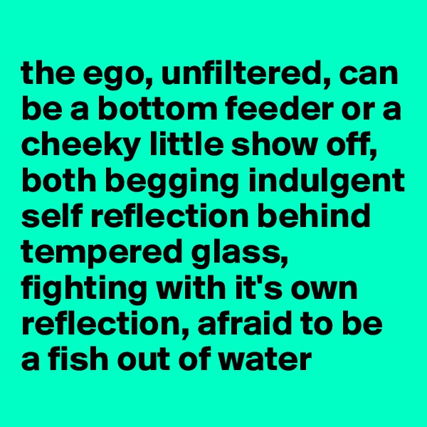 
the ego, unfiltered, can be a bottom feeder or a cheeky little show off, both begging indulgent self reflection behind tempered glass, fighting with it's own reflection, afraid to be a fish out of water