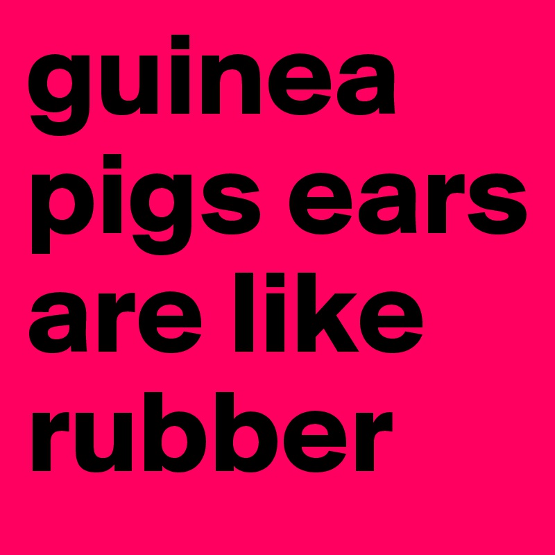 guinea pigs ears are like rubber