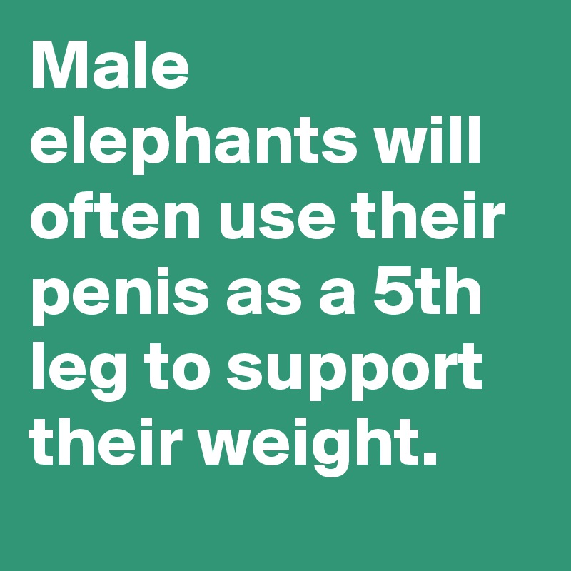 Male elephants will often use their penis as a 5th leg to support their weight.