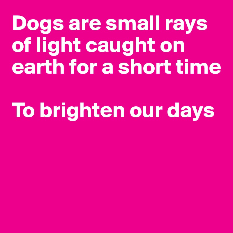 Dogs are small rays of light caught on earth for a short time 

To brighten our days



