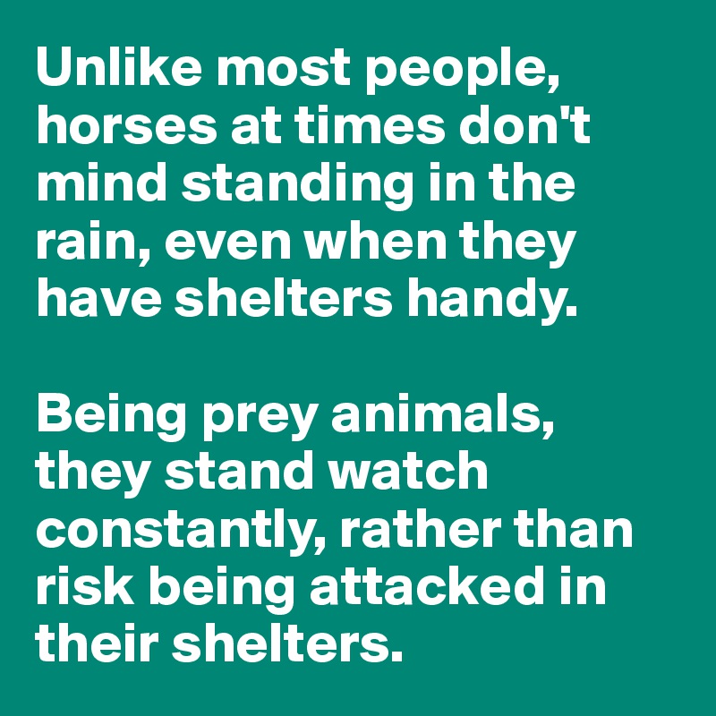 Unlike most people, horses at times don't mind standing in the rain, even when they have shelters handy.

Being prey animals, they stand watch constantly, rather than risk being attacked in their shelters.