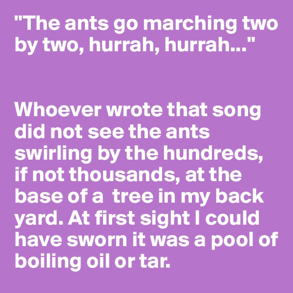 "The ants go marching two by two, hurrah, hurrah..."


Whoever wrote that song did not see the ants swirling by the hundreds, if not thousands, at the base of a  tree in my back yard. At first sight I could have sworn it was a pool of boiling oil or tar.