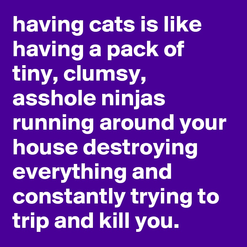 having cats is like having a pack of tiny, clumsy, asshole ninjas running around your house destroying everything and constantly trying to trip and kill you.