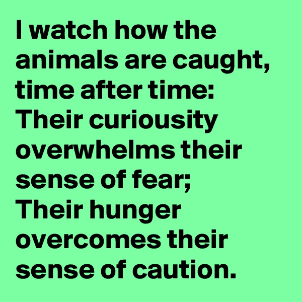 I watch how the animals are caught, time after time:
Their curiousity overwhelms their sense of fear;
Their hunger overcomes their sense of caution.