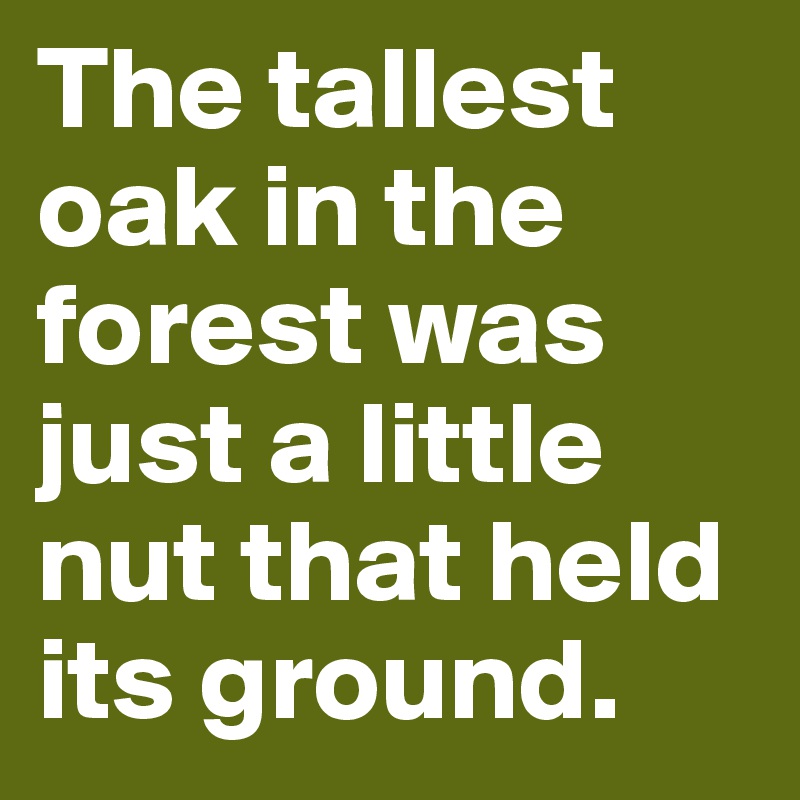 The tallest oak in the forest was just a little nut that held its ground.