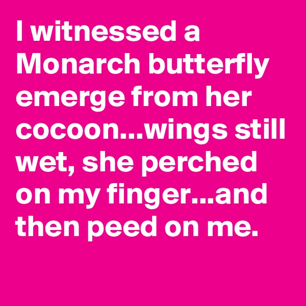 I witnessed a Monarch butterfly emerge from her cocoon...wings still wet, she perched on my finger...and then peed on me.
