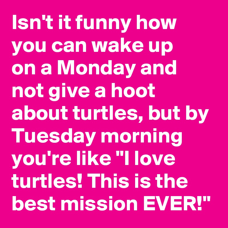 Isn't it funny how you can wake up 
on a Monday and not give a hoot about turtles, but by Tuesday morning you're like "I love turtles! This is the best mission EVER!"