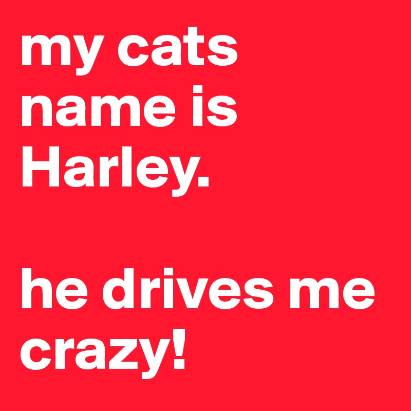 my cats name is Harley.

he drives me crazy!