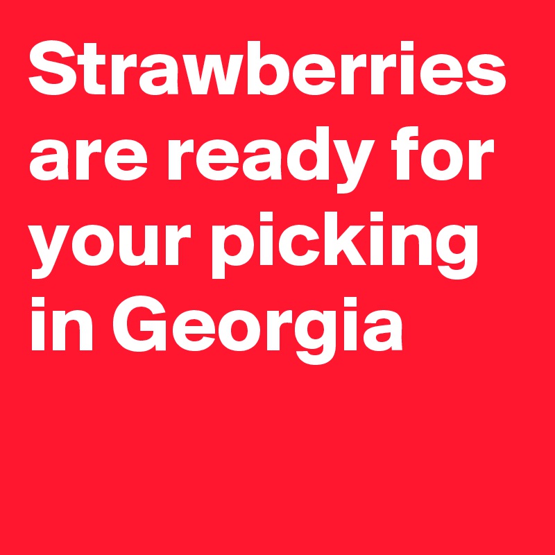 Strawberries are ready for your picking in Georgia 