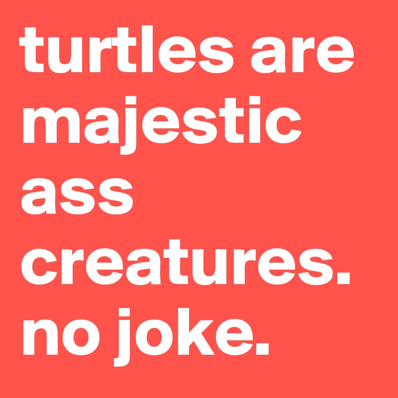 turtles are majestic ass creatures. no joke.