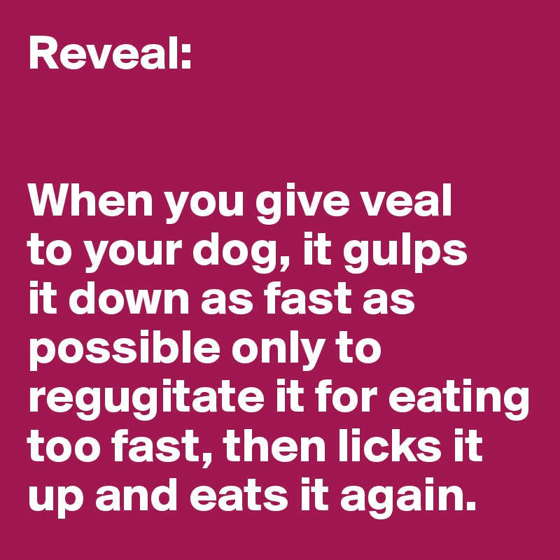 Reveal:


When you give veal 
to your dog, it gulps 
it down as fast as possible only to regugitate it for eating too fast, then licks it up and eats it again. 