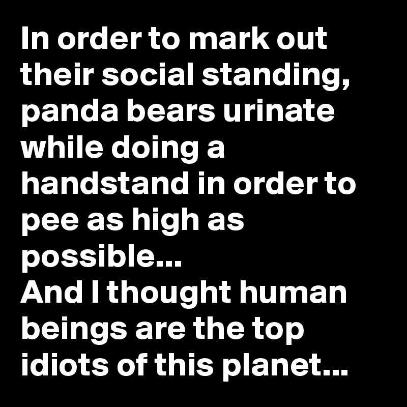 In order to mark out their social standing, panda bears urinate while doing a handstand in order to pee as high as possible...
And I thought human beings are the top idiots of this planet...
